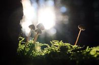 Herfst paddenstoelen in het tegenlicht von Dennis van de Water Miniaturansicht