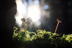 Herfst paddenstoelen in het tegenlicht van Dennis van de Water