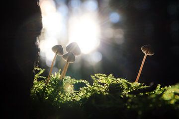 Herfst paddenstoelen in het tegenlicht