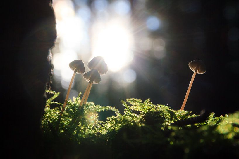 Herfst paddenstoelen in het tegenlicht von Dennis van de Water