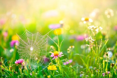 Bloeiende weide met spinnenweb