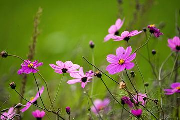 Prachtige paarse bloemen van Timo Videc