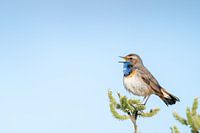 Zingt uit volle (blauw)borst