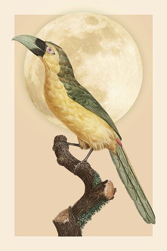 Groove-billed Toucanet