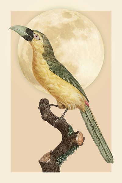 Groove-billed Toucanet by Marja van den Hurk