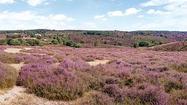 lila Heidekraut auf der Posbank von eric van der eijk