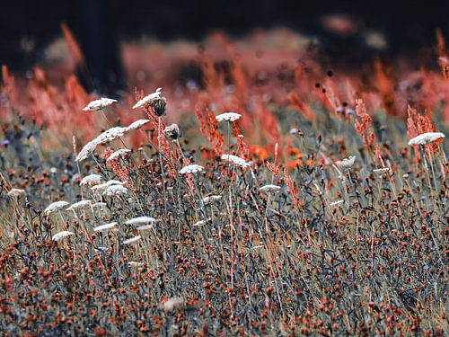 A flower meadow in pale red and blue-grey by Max Steinwald