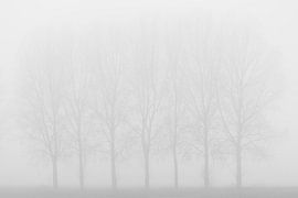 Silhouettes in the fog.