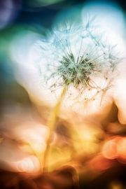 Farbenfrohe Pusteblume von Nicc Koch