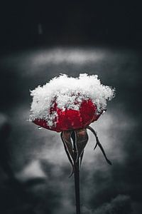 Een besneeuwde roos van Pixel4ormer