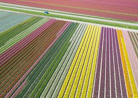Jeu de lignes dans les champs de bulbes à fleurs sur Peter Haastrecht, van
