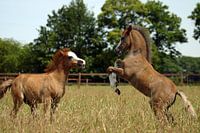 Young stallions