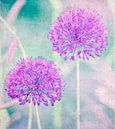 Allium van Kirsten Warner thumbnail