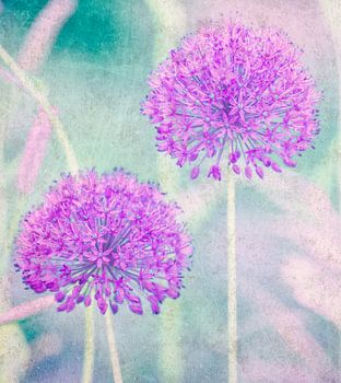 Allium