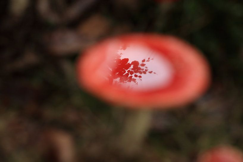 Vliegenzwam (Amanita muscaria), ook rode vliegenzwam Duitsland van Frank Fichtmüller