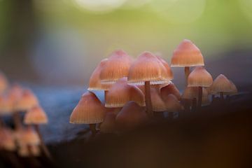 Paddenstoelen herfst bos van shoott photography