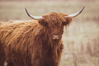 Schottischer Highlander