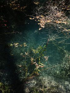 Fleurs et plantes avec de l'eau