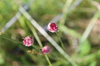 kleine roze bloemen