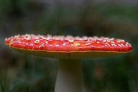 rot mit weißen Punkten