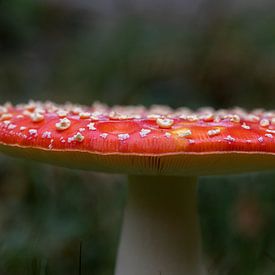 rood met witte stippen van Vera Decock