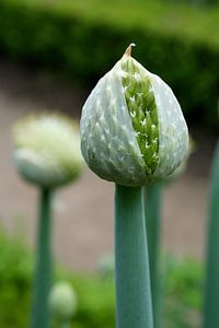 New life, new beginning ! von Karin Hendriks Fotografie