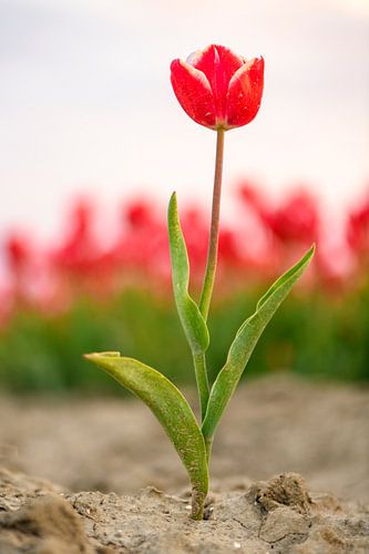 Een rood met witte tulp met een veld bloeiende tulpen in de achtergrond