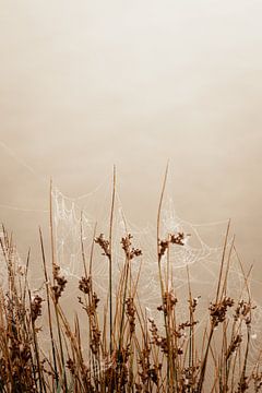 Spinnenwebben aan de waterkant tijdens een mistige herfstochtend