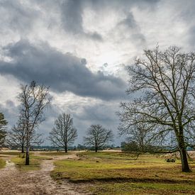 Sand track Aekeringezand Kale Duinen near Appelscha by R Smallenbroek