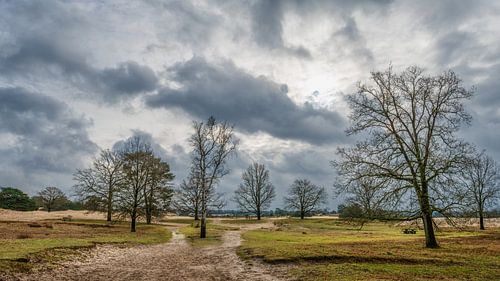 Zandpad Aekeringezand Kale Duinen nabij Appelscha