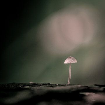 Mushroom by Hans Lunenburg