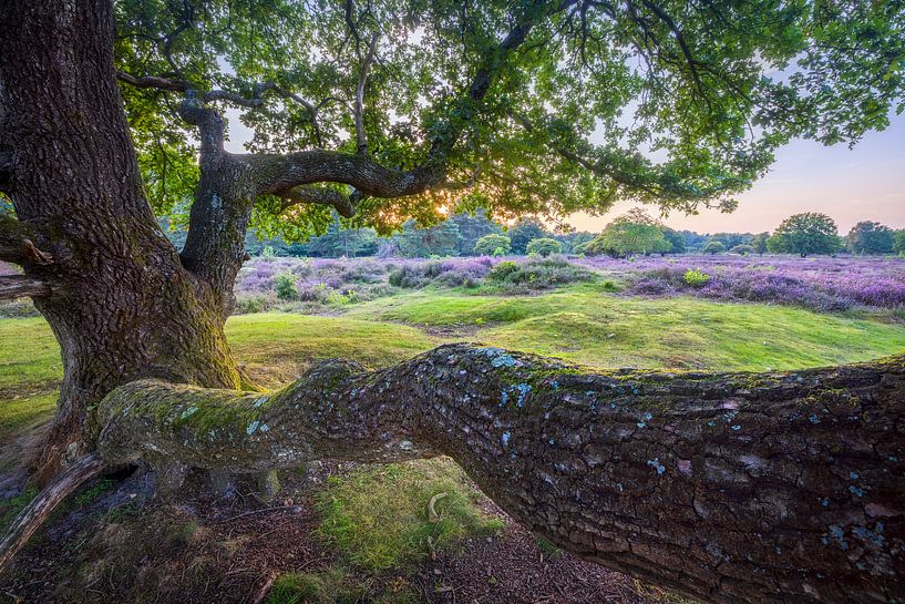 Tree on the heath by Thijs Friederich