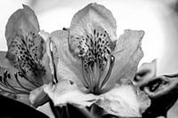 rododendron zwart wit