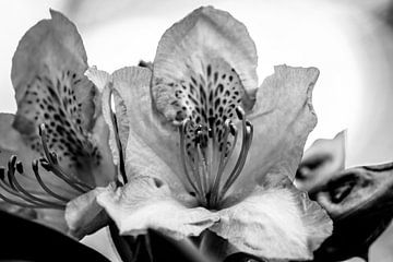 rhododendron noir et blanc sur Frank Ketelaar
