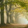 Morgennebel entlang eines Waldweges mit Buchen. von Frans Lemmens