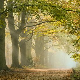 Brume matinale le long d'un sentier forestier bordé de hêtres sur Frans Lemmens