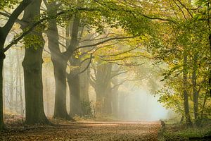Morning mist along a forest path with beech trees.