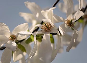 magnolia bloesem close up van tim eshuis