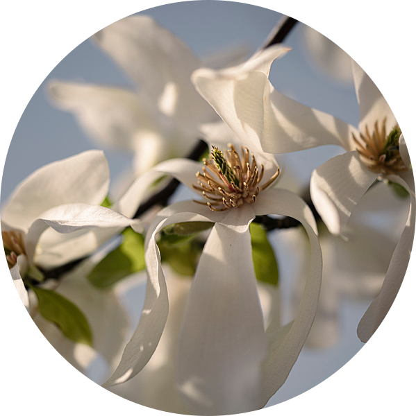 magnolia bloesem close up van tim eshuis