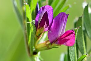 Une macro de quelques petites fleurs