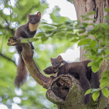 A pine marten mother with her two cubs