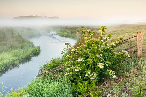 Een landschap van de rivier de Hunze, Oostermoerschevaart,  waar de gewone vlier bloeit. Op de achtergrond de mist