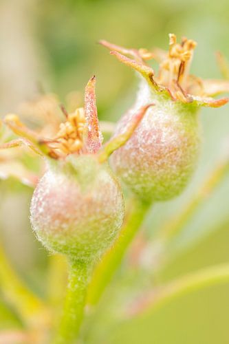 Macro of apples in the beginning of growth