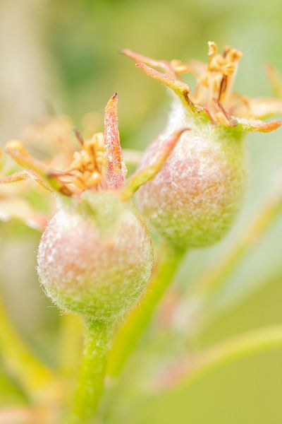 Macro of apples in the beginning of growth by Marianne van der Zee