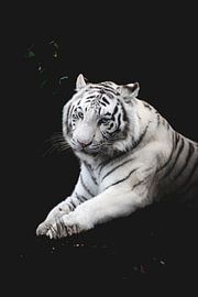 The eye of the tiger van Corinne Jansen-Vulders