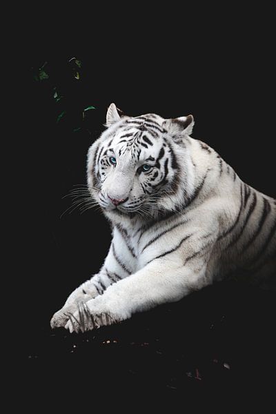 The eye of the tiger by Corinne Jansen-Vulders