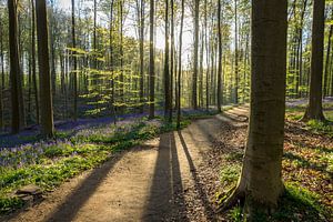 Tegenlicht in het Hallerbos van Michel van Kooten