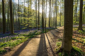 Contre-jour dans la forêt de Haller sur Michel van Kooten