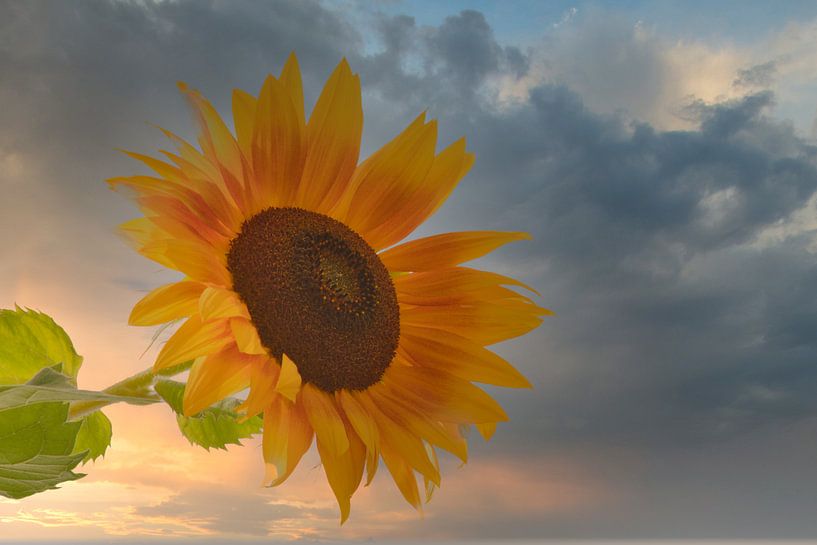 Sonnige Sonnenblume im Sonnenuntergang von Jolanda de Jong-Jansen