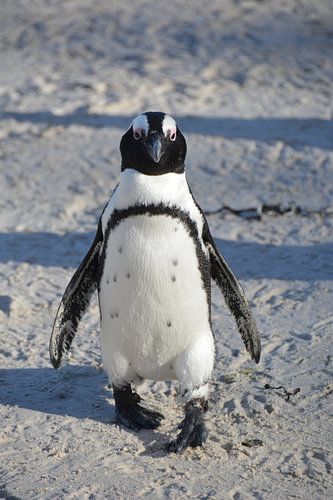 Happy Feet, pingouin Boulders Afrique du Sud